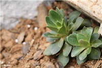 4f81d0c5-IMG_6961 Lewisia.jpg